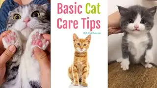 Basic Tips for cat care|| Groom You cat Regularly|| What are the ten needs Of cat!