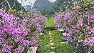 29/12 RẤT NHIỀU MÃ KÈN TÍM NỤ VIP, ĐAI CHÂU BÒ SỮA 0394547221 -- 0944433389 || PHONG LAN RỪNG 