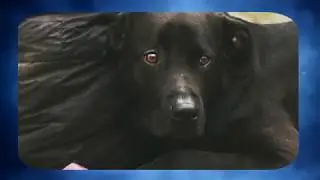 Is Your Dog Food Safe