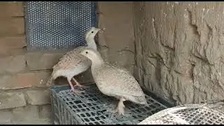silver Teetar Video | Very Beautiful silver Teetar