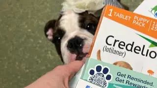Charlotte&rsquo;s Final Vet Exam and Vaccinations Completed