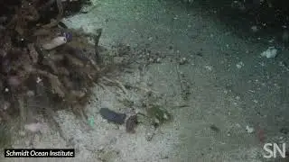 Deep-sea &lsquo;Elvis worms&rsquo; show off their sequinlike scales | Science News