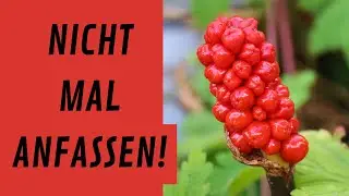 Giftpflanzen erkennen  -  der Aronstab