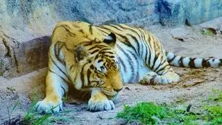 Maharajah Jungle Trek (Walk-Through) Disney World's Animal Kingdom