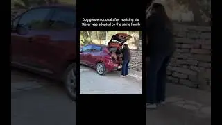 Funniest Pet Fails Compilation 2025 | Hilarious Cat and Dog Moments Gone Wrong