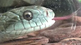 アオダイショウが可愛すぎる❤  Very cute Japanese rat snake【Cute animal videos】