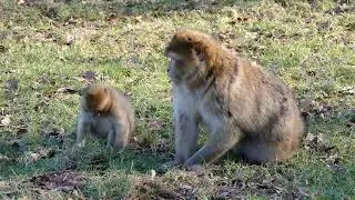 cuty monky video compilation | funny monkey video | panda video