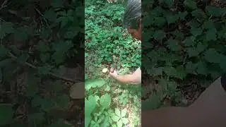 identified another one | Picture Mushroom App!