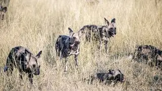 Experience a Wild Dog Safari in 360 8K