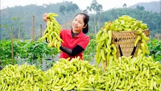 Cara Memanen Cabai Hijau Dan Kentang, Keterampilan Berkebun, Tips Memasak yang Baik, Happy Harvest