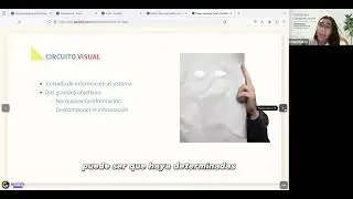 El Circuito Visual  - Neurociencia de la Lecto escritura