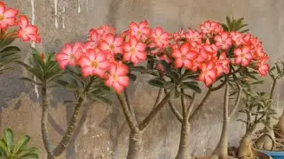 World of beautiful Adenium flowers