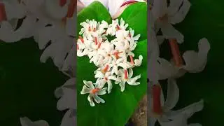 dekh mon kash bon//bolo bolo dugga elo🙏#durgapuja #trending #youtubeshorts #coupleshorts