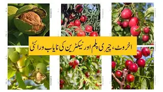 Akhrot(Walnut), Cherry Plum and American Nectarine ki Rare Varities| Farming Book| Gogera Okara