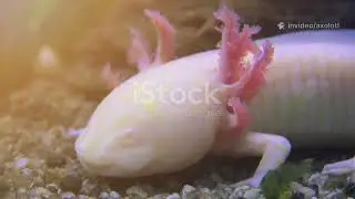 &ldquo;Axolotl: D&uuml;nyanın En Sevimli ve En Garip Canlısı!&rdquo;