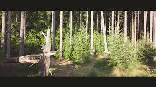 Forest flying / DJI Mavic Pro 4K