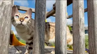 Outside EXPLORER KITTIES! Play sets aren&rsquo;t just for kids!