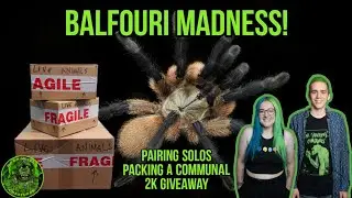 Balfouri Madness! - Communal/solo packing and pairing!