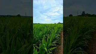 Кукурузные поля Германия🇩🇪 Cornfields Germany🇩🇪 Deutschland🇩🇪