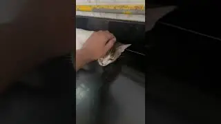 #funny #funnycats #funnyvideo #cat #cats #catshorts #viral #shorts #cute #animals #video #shots#love