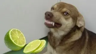 Cachorro rindo após cheirar limão