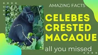 Celebes crested macaque facts | crested black macaque | Sulawesi crested macaque | yaki | wolai