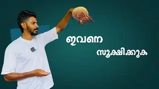 ഇവനെ സൂക്ഷിക്കണം ഇല്ലേൽ പണി ഉറപ്പ് #birds #new #parrot #trending