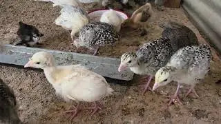 Turkey Birds Chicks - Raising Turkeys Chicks #farming #birds #chicken #farmlife 