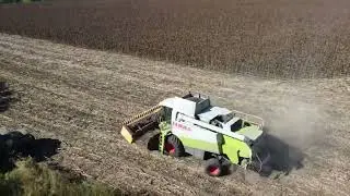 Harvest sunflower in Ukraine