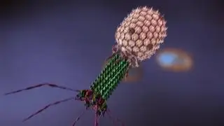 VIDAS&reg;UP - Bacteriophage: the use of phage recombinant protein in food pathogen screening