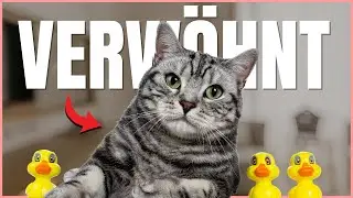 Deine Katze ist VERWÖHNT, wenn DAS zutrifft! 😱