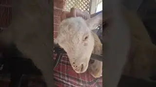 How to massage baby lamb head #funny #sheep #lambs #shorts #massage #cute