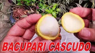 Degustando BACUPARI VERDADEIRO ( Garcinia gardneriana ) 😋🍒 EP:1