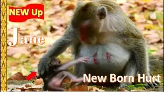 Look No Mercy Jane !! New Baby Born Jody Hurt cos Jane monkey mother & loudly crying