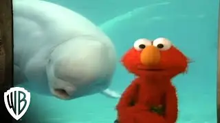 Sesame Street: Elmo Loves You! | Special Friend | Warner Bros. Entertainment