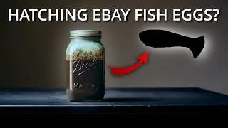 Can I Hatch Fish Eggs In A Mason Jar?