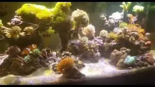 40g Breeder Mixed Reef Tank - Updates and New Corals