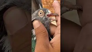 #chirimari #lahori #bird #pigeonwings #birdspecies #whitepigeon #kabootar #pigeonbird