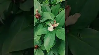 Costus speciosus | Crepe Ginger | Spiral Ginger | Ketki | Keya | Kevkand 🌿 | Flower 🌸