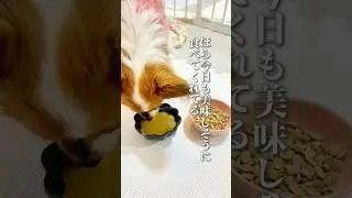 ペットフード&hellip;なんでもいいわけではないがたまにあげてるよ