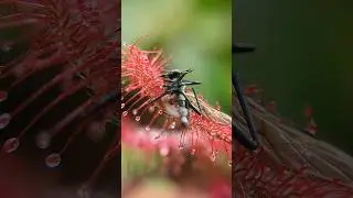 Drosera neocaledonica x oblanceolata feeding timelapse