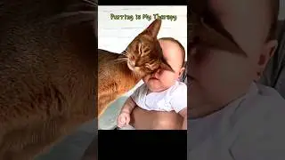 Purring is My Therapy