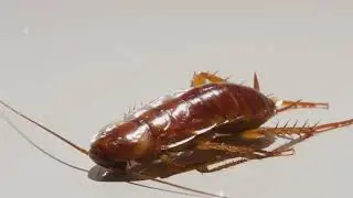 Why Cockroaches Are So Hard to Kill