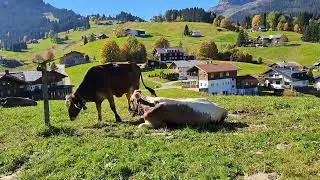 Kühe