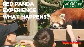 The Enchanting World of Red Pandas at Wingham Wildlife Park