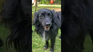 Cut baby dog eating coconut 🥥 😋