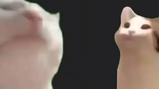 Pop cat and vibing cat original meme