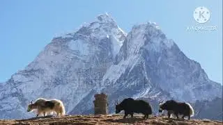 Peace 🍀🕊️full Nepal🇳🇵