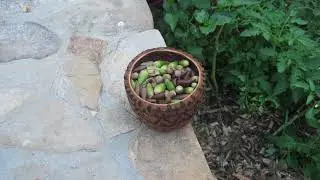 Fire Etched Artisan Coconut Bowl Holding a Harvest of Fresh Oak Tree Acorns