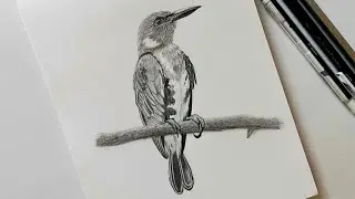 Realistic Bird Pencil Drawing | Step-by-Step Graphite Art Tutorial #livesession